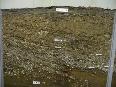 千葉県の加曽利貝塚、北貝層断面